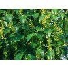 Acer davidii Madeline Spitta 1