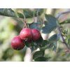 Hloh 'Big Golden Star'  Crataegus pinnatifida 'Big Golden Star'