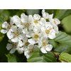 Hloh 'Big Golden Star'  Crataegus pinnatifida 'Big Golden Star'