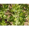 Hloh vratičolistý  Crataegus tanacetifolia