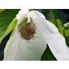 Davídie listenová 'Lady Sunshine'  Davidia involucrata 'Lady Sunshine'