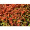 Acer shirasawanum Jordan
