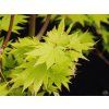 Acer shirasawanum 'Jordan' (2)
