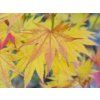 acer shirasawanum jordan 2