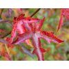 Ambroň západní  'Pasquali Fastigiata'  Liquidambar styraciflua 'Pasquali Fastigiata'