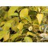Svída sporná 'Gosia'  Cornus controversa 'Gosia'