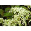 Cornus Gosia (1)
