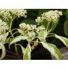 Cornus Gosia (3)