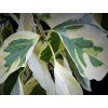 Svída sporná 'Gosia'  Cornus controversa 'Gosia'