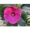 Ibišek bahenní Head over Heels 'Passion'  Hibiscus moscheutos Head over Heels 'Passion'