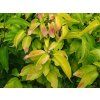 Cornus mas aurea