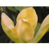 Magnolie 'Green Bee'  Magnolia 'Green Bee'