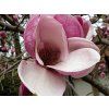 Magnolie 'Yaeko'  Magnolia 'Yaeko'
