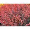 Dřišťál Thunbergův 'Pink Attraction'  Berberis thunbergii 'Pink Attraction'
