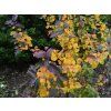 Parrotie perská 'Cherry Tips'  Parrotia persica 'Cherry Tips'