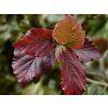 Parrotie perská 'Cherry Tips'  Parrotia persica 'Cherry Tips'