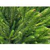 Kryptomerie japonská 'Dinger'  Cryptomeria japonica 'Dinger'
