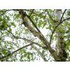 Bříza užitečná 'Jermyns'  Betula utilis 'Jermyns'