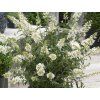 Komule Davidova 'Butterfly Tower White'  Buddleja davidii 'ButterflyTower White'
