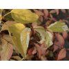 Callicarpa japonica Koshima no homate