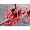 Vilín prostřední 'Ruby Glow'  Hamamelis x intermedia 'Ruby Glow'