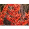 Vilín prostřední 'Ruby Glow'  Hamamelis x intermedia 'Ruby Glow'