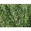 Vrba rozmarýnolistá 'Tiny Pearls'  Salix rosmatinifolia 'Tiny Pearls'