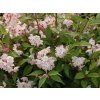 Trojpuk mamotokvětý 'Kalmiiflora'  Deutzia purpurescens 'Kalmiiflora'