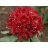 Rododendron 'Cherry Kiss'  Rhododendron 'Cherry Kiss'