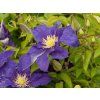 Clematis Neonka (3)