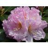 Rododendron 'Dagmar'  Rhododendron 'Dagmar'