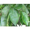Citroník 'Santa Catarina'  Citrus limon 'Santa Catarina'