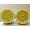 Citroník 'Zagara Bianca'  Citrus limon 'Zagara Bianca'