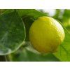 Limetka 'Sweet'  Citrus x latifolia 'Sweet'