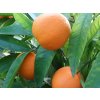 Mandarinka 'Honey'  Citrus sp. 'Honey'