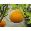 Mandarinka 'Honey'  Citrus sp. 'Honey'