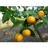 Divoká mandarinka 'Dioxian Wild'  Citrus Dioxianensis 'Dioxian Wild'