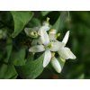 Pomerančovník 'Prostějovský'  Citrus sinensis 'Prostějovský'
