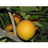 Pomerančovník 'Prostějovský'  Citrus sinensis 'Prostějovský'