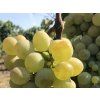 Réva vinná 'Galbena Noi'  Vitis vinifera 'Galbena Noi'