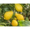 Citroník 'Salicifolia'  Citrus 'Salicifolia'