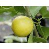 Citroník 'Doux de Mediteranee'  Citrus 'Doux de Mediteranee'