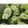 Hortenzie latnatá 'Little Lime'  Hydrangea paniculata 'Little Lime'