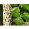 Líska turecká  Corylus colurna