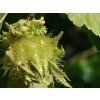 Líska turecká  Corylus colurna
