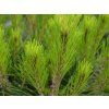 Borovice hustokvětá 'Heavy Bud'  Pinus densiflora 'HeavyBud'
