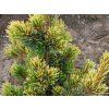 Borovice drobnokvětá 'Goldilocks'  Pinus parviflora 'Goldilocks'