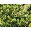 Borovice drobnokvětá 'Kokuho'  Pinus parviflora 'Kokuho'