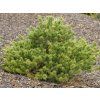 Borovice drobnokvětá 'Kokuho'  Pinus parviflora 'Kokuho'
