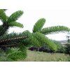 Jedle Bornmüllerova  Abies bornmuelleriana